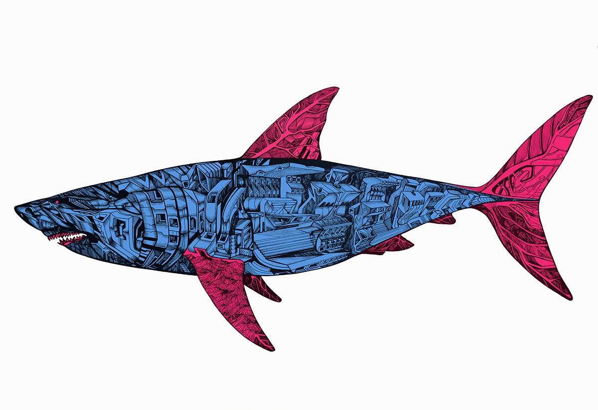 Battle shark, red tailed blue, print on paper