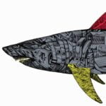 Battle shark, yellow tailed gray, close-up