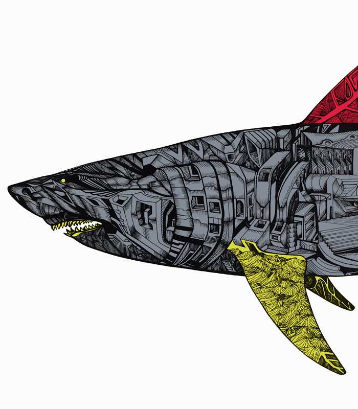 Battle shark, yellow tailed gray, close-up